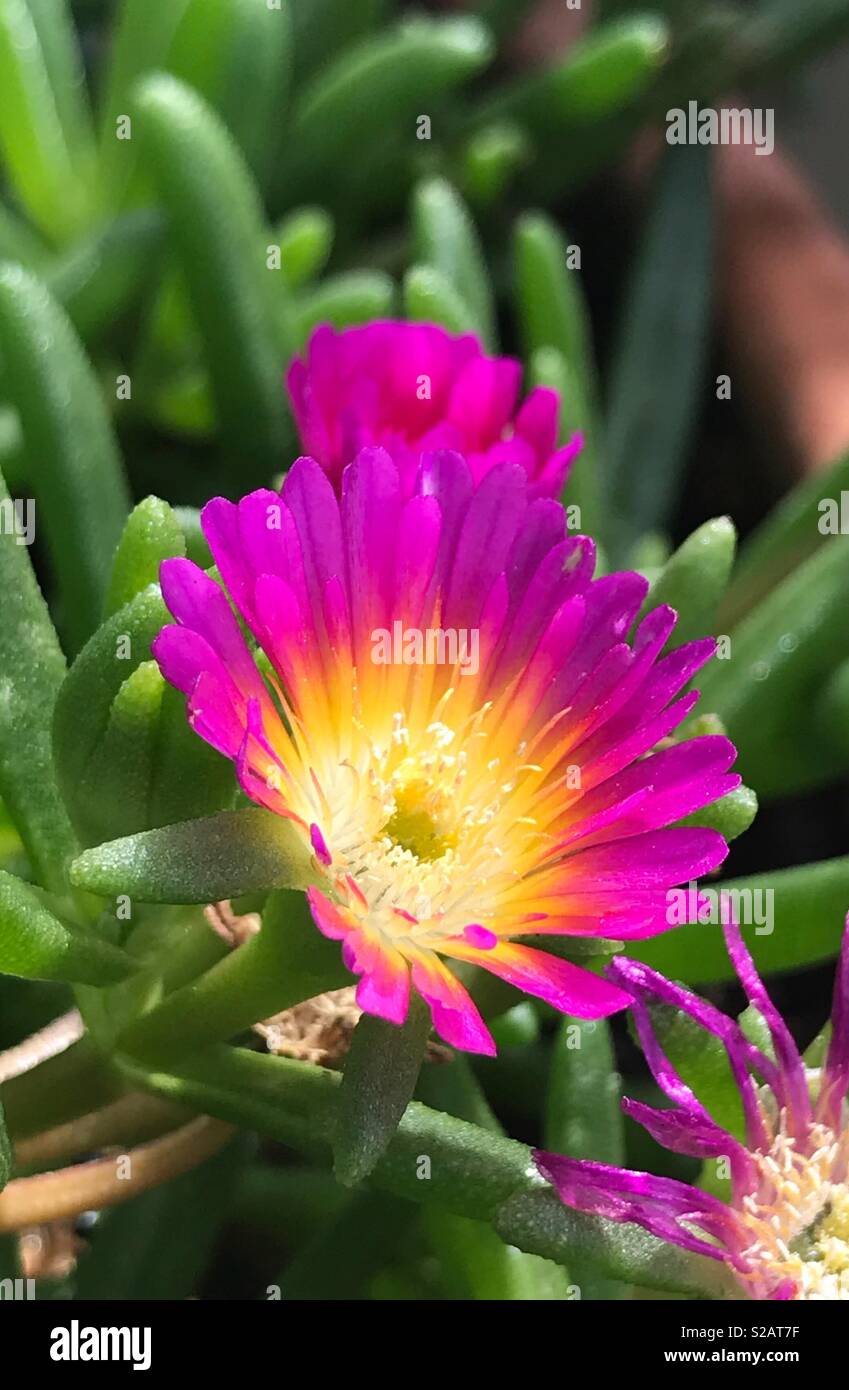 Hot Pink flower Banque D'Images