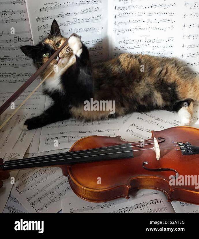 Le chat et le violon Banque de photographies et d'images à haute résolution  - Alamy