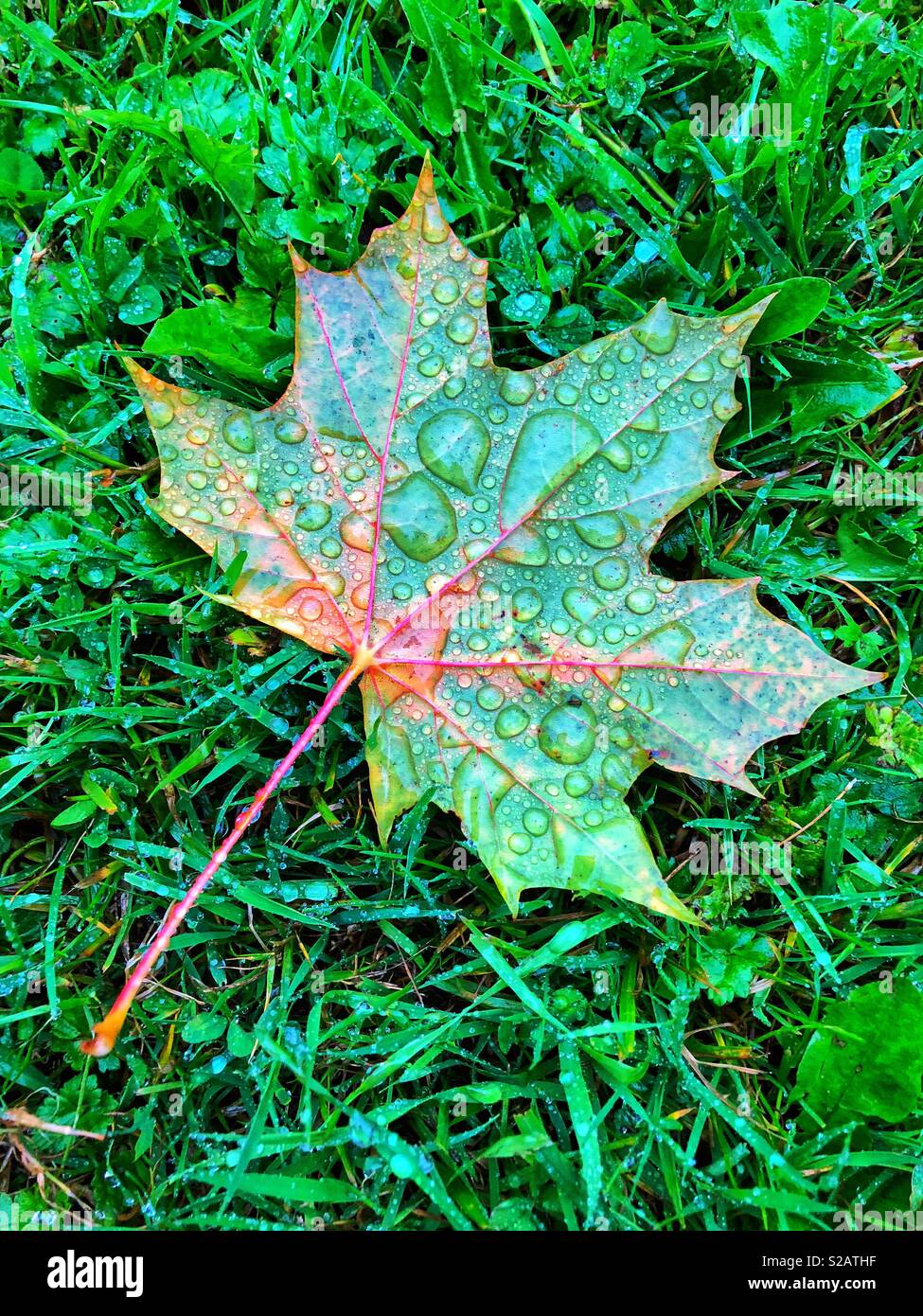 Feuille de platane couvert pluie allongé sur une pelouse. Banque D'Images