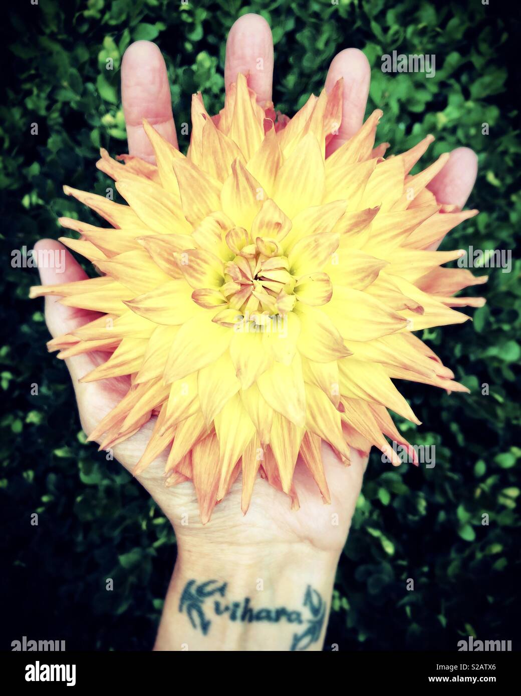 Une main tenant un grand Dahlia fleur. Banque D'Images