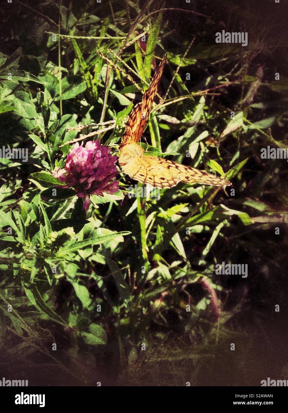 Grunge photo de papillon perché sur fleur de trèfle rouge Banque D'Images