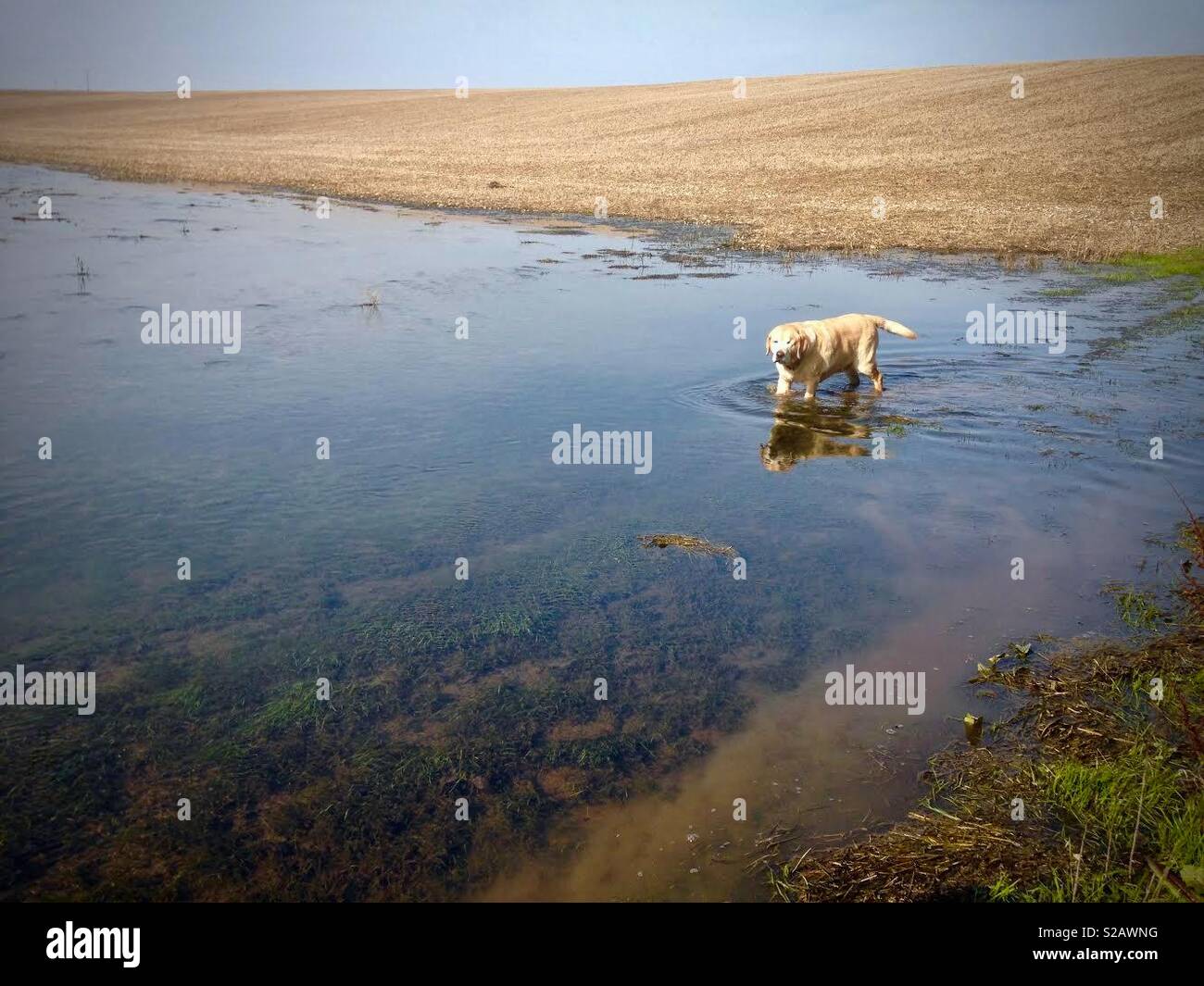 Labrador jaune debout dans l'eau d'inondation dans un champ Banque D'Images