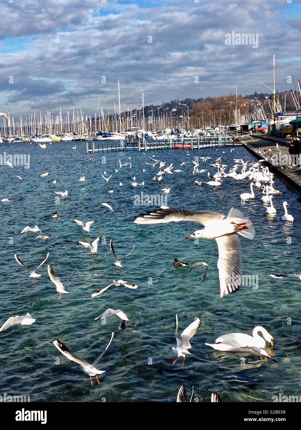 Vol de mouettes en tenant sur le lac de Genève, Suisse. Banque D'Images