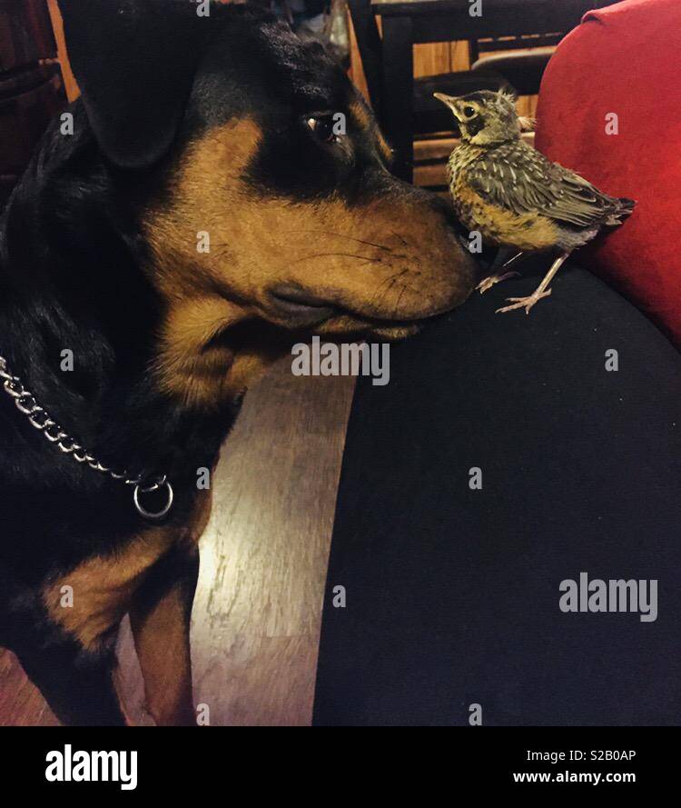 Curieux chien avec un bébé oiseau Banque D'Images