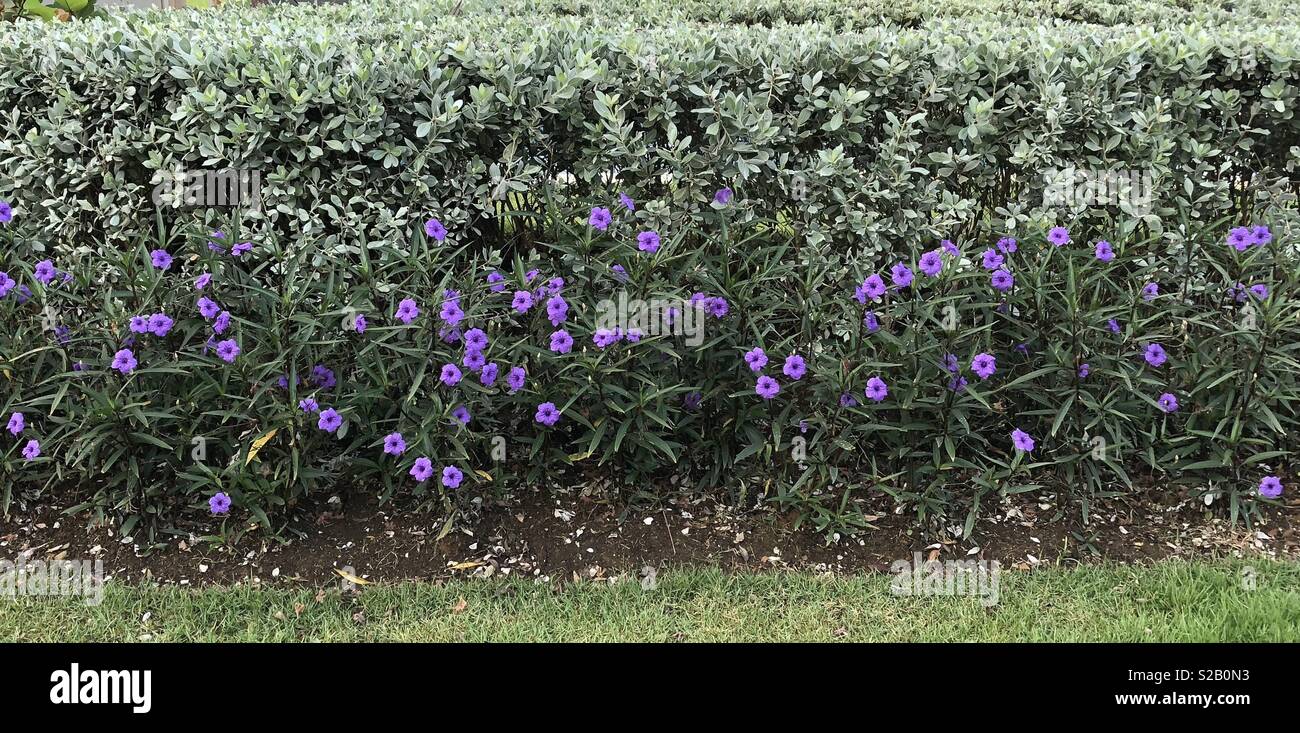 Fleurs violettes dans une bordure Photo Stock - Alamy