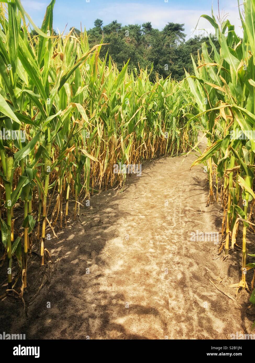 Dans un labyrinthe de maïs voie Banque D'Images