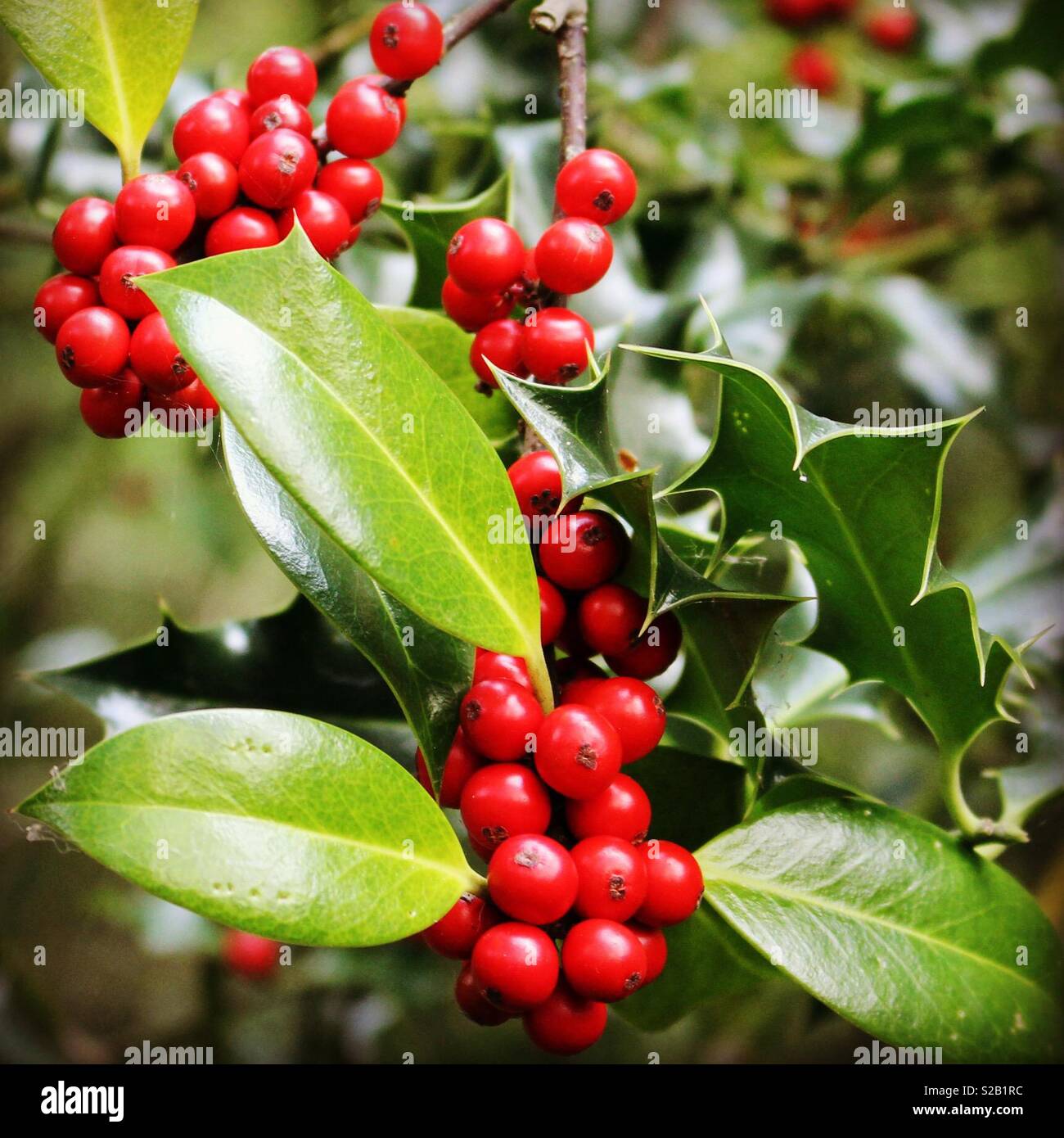 Fruits rouges sur un holly tree Banque D'Images