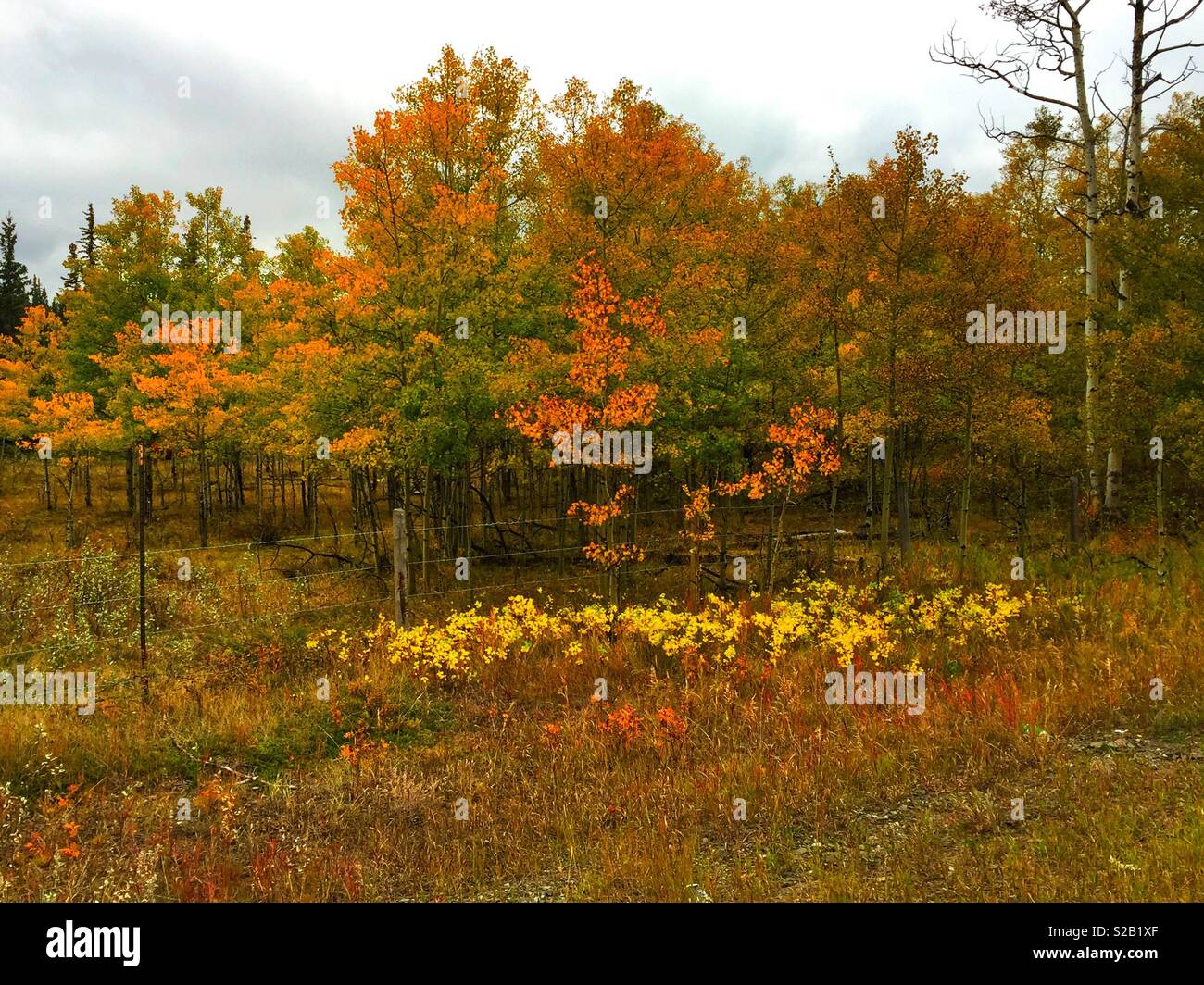 Les photos, l'automne, le sud de l'Alberta, Canada, le long de 1A, à Calgary Canmore Banque D'Images