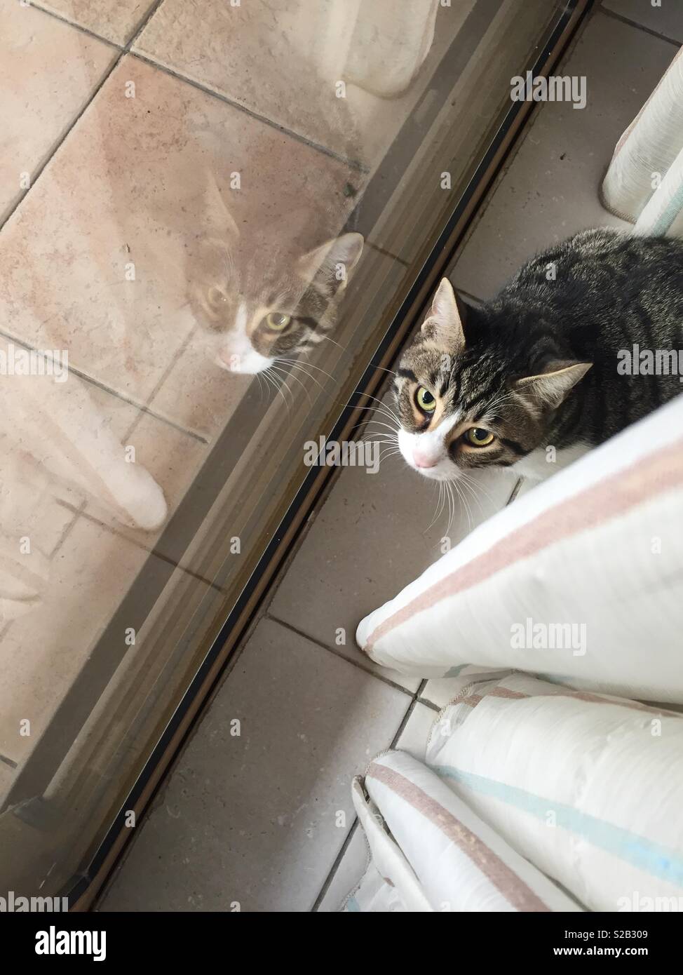 Petits Chats Banque De Photographies Et D Images A Haute Resolution Alamy Petits Chats Banque De Photographies Et D Images A Haute Resolution Alamy