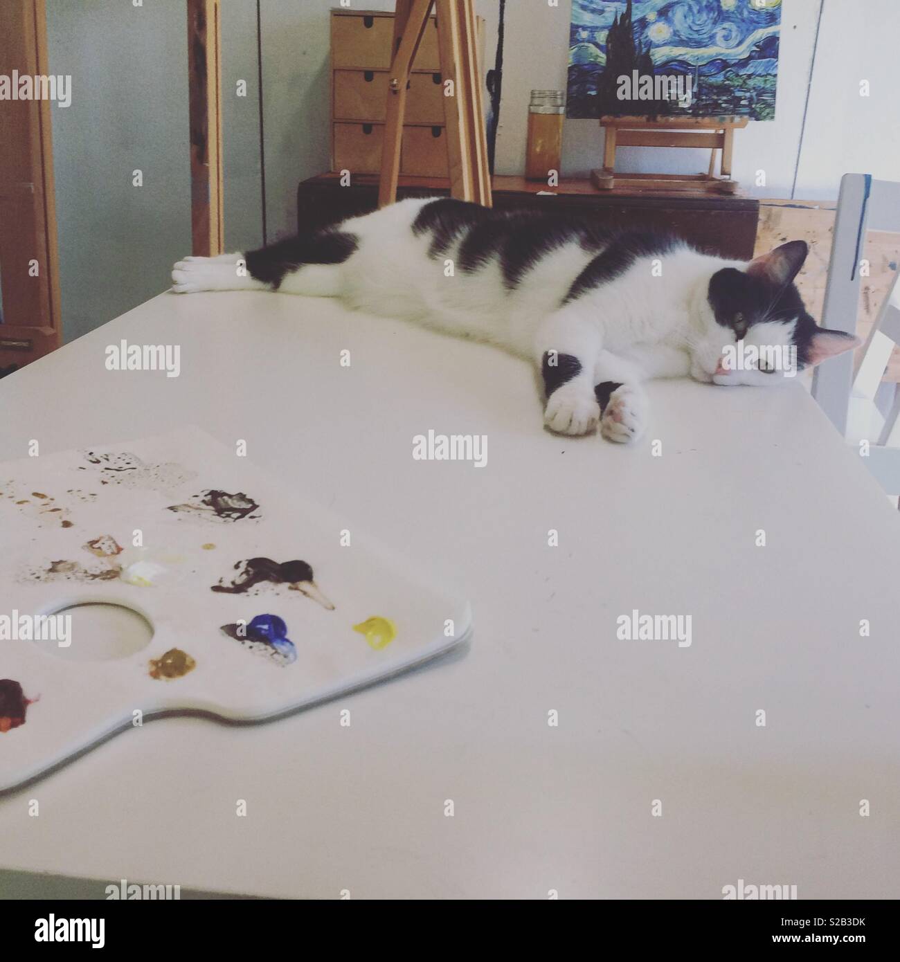 Chat Noir Et Blanc Dans Un Studio D Art Avec Palette De Peinture Photo Stock Alamy Chat Noir Et Blanc Dans Un Studio D Art Avec Palette De Peinture Photo Stock Alamy