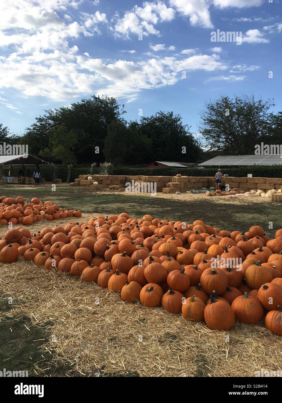 Citrouilles dans une pile sur l'herbe et le foin avec arrière-plan panoramique ouvert à Bates Nut Farm, Valley Center, CA Banque D'Images