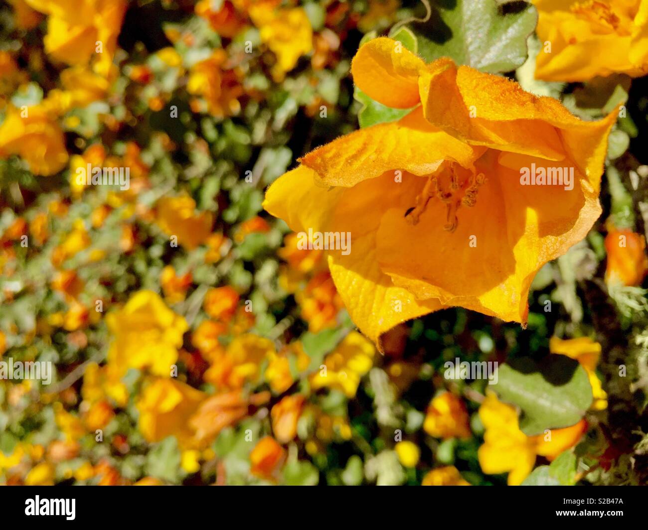 Gloire du matin Orange fleur. - Image de stock capturée avec un smartphone