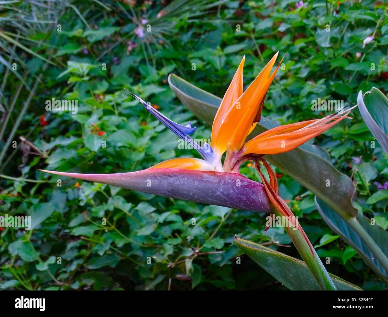 Bird of Paradise flower Banque D'Images