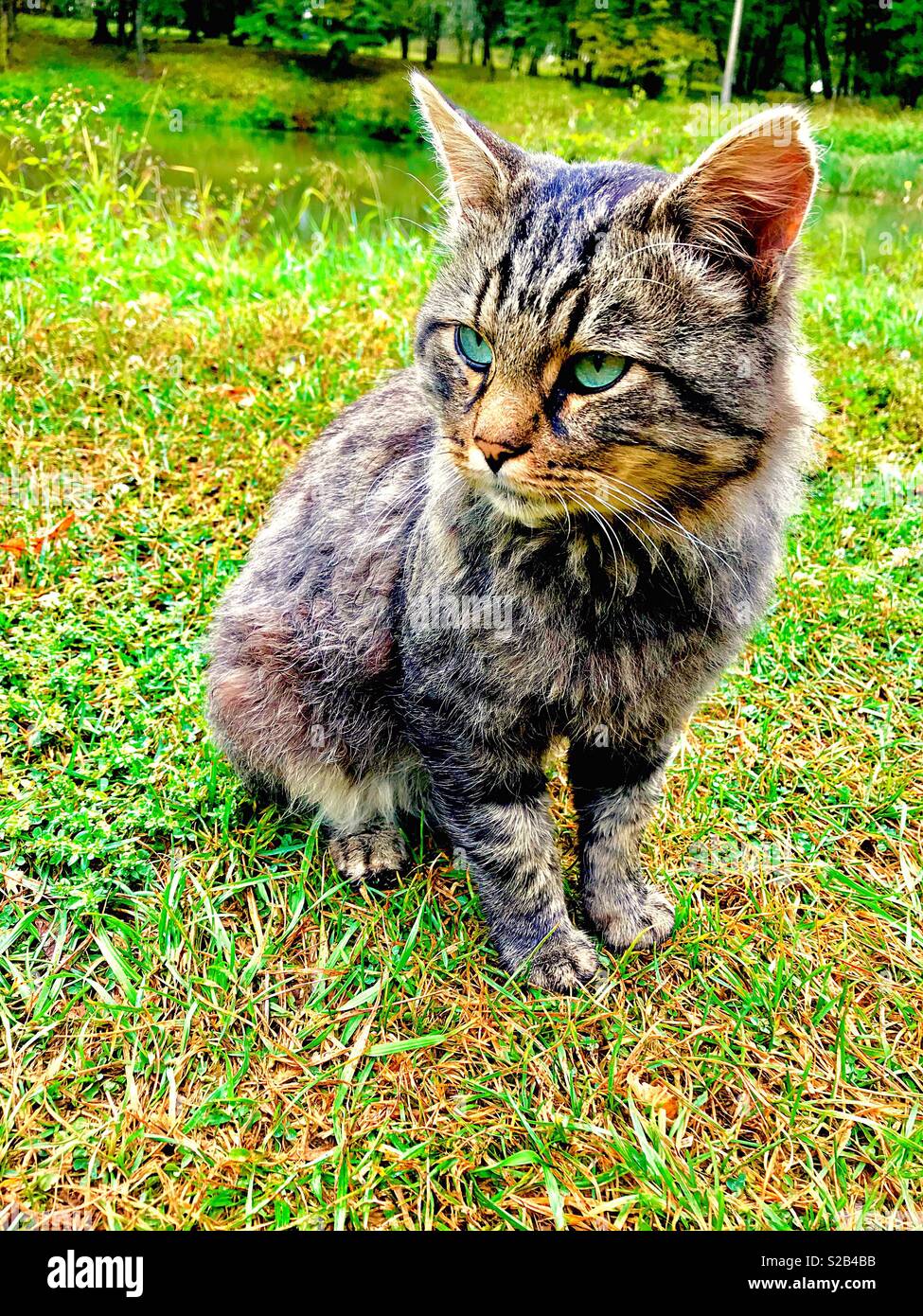 chat en colère - Image de stock capturée avec un smartphone