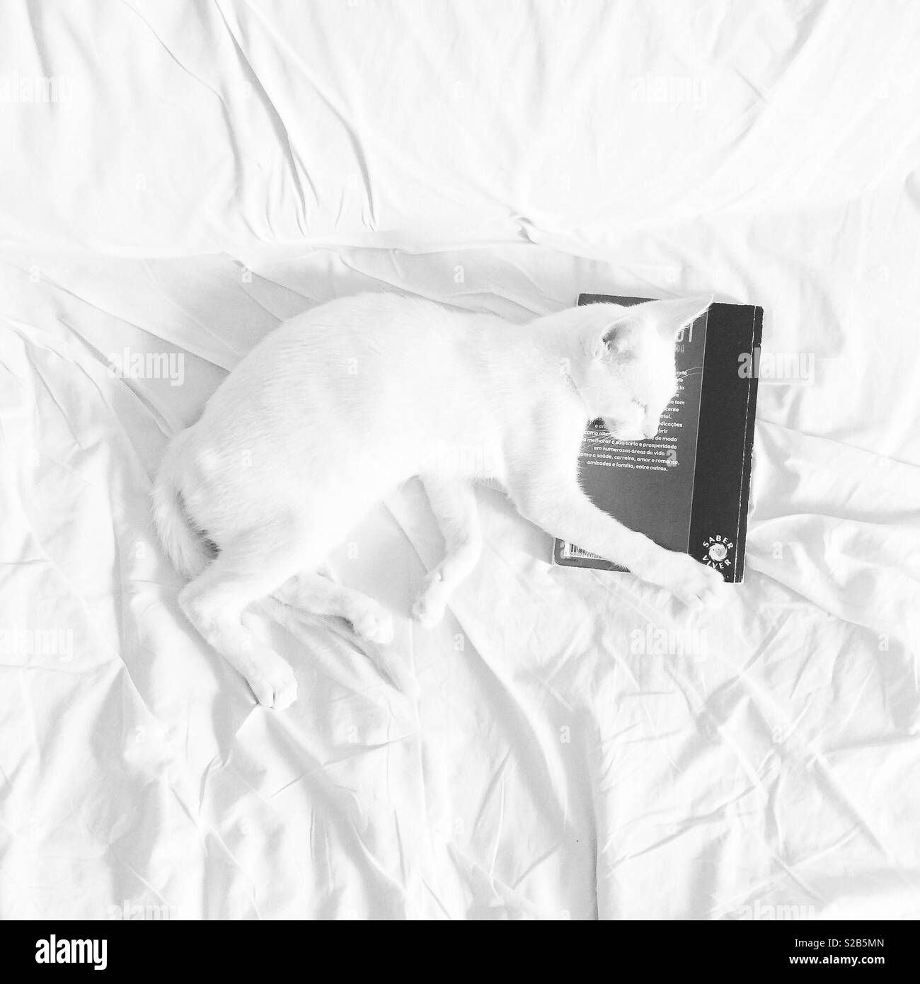 Sieste hugging Cat book Banque D'Images