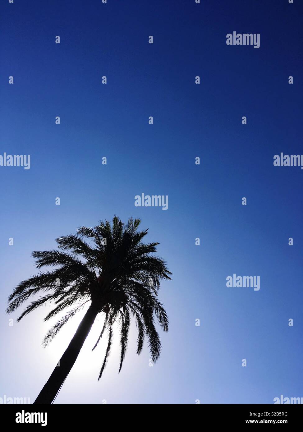 Palm Tree against Blue Sky Banque D'Images