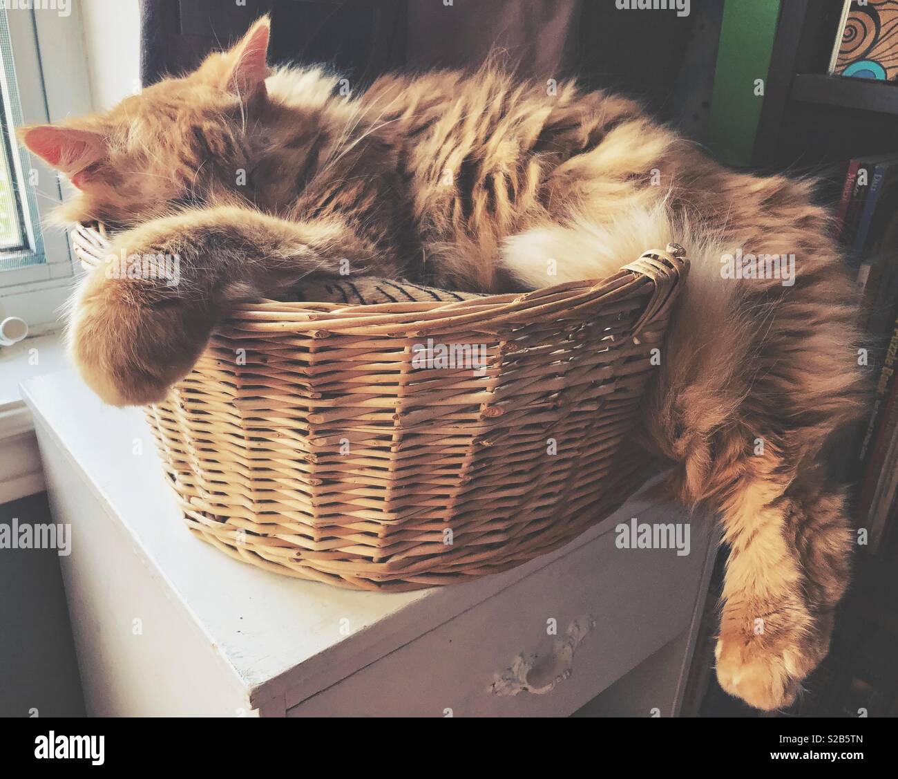 Gros chat orange moelleux dormir dans un petit lit de chat panier en osier Banque D'Images