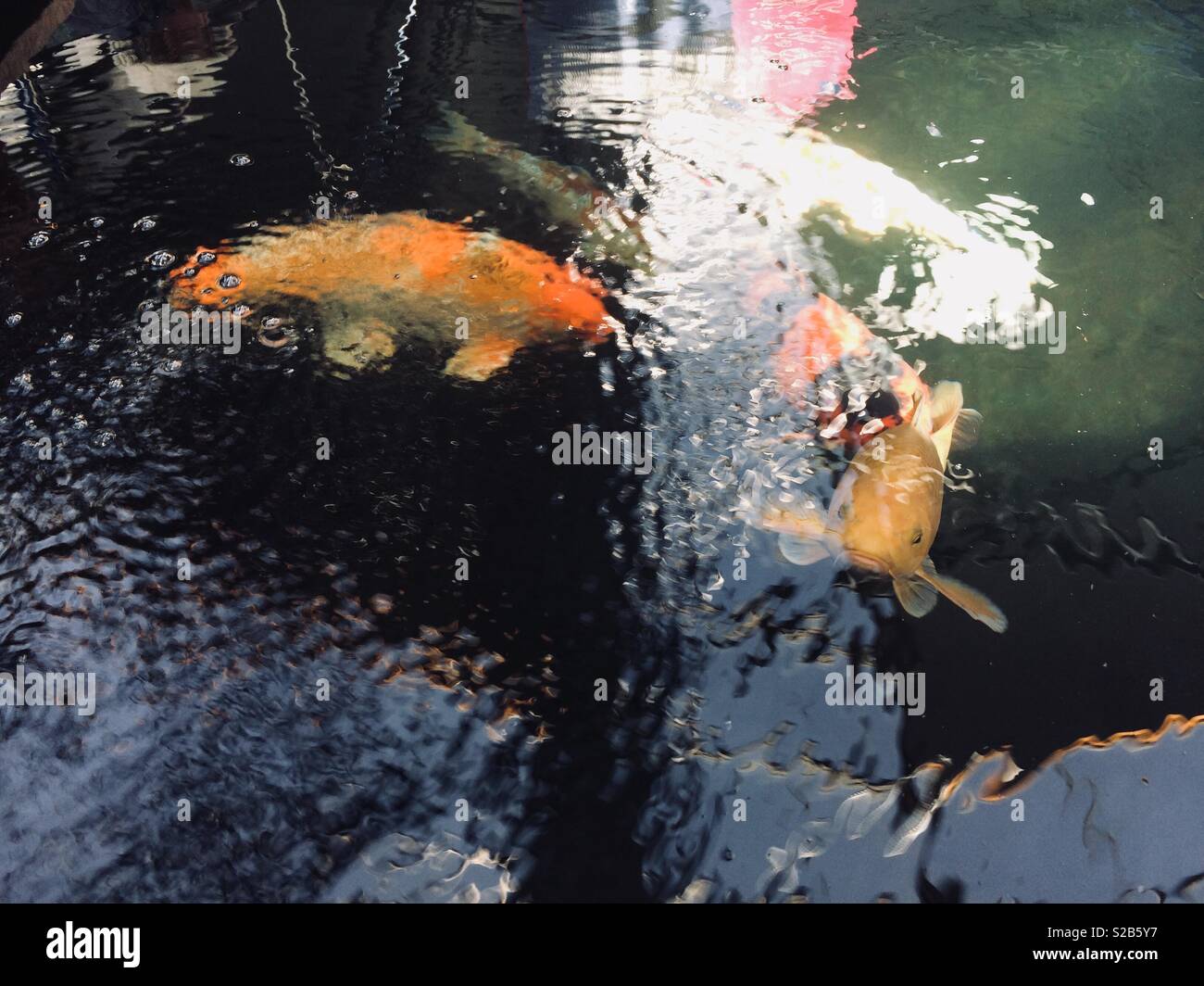 Carpe Koi Japonaise Sanke 48cm Koi Japonaise