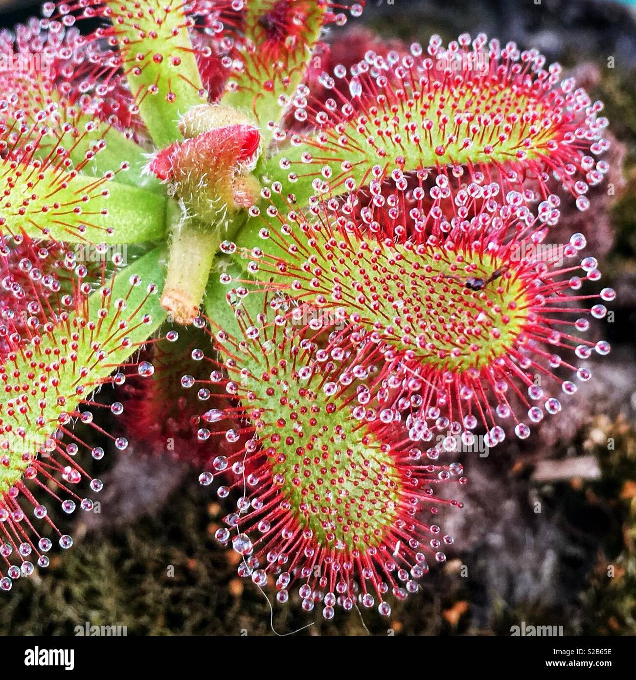 Plantes carnivores - Rossolis Photo Stock - Alamy