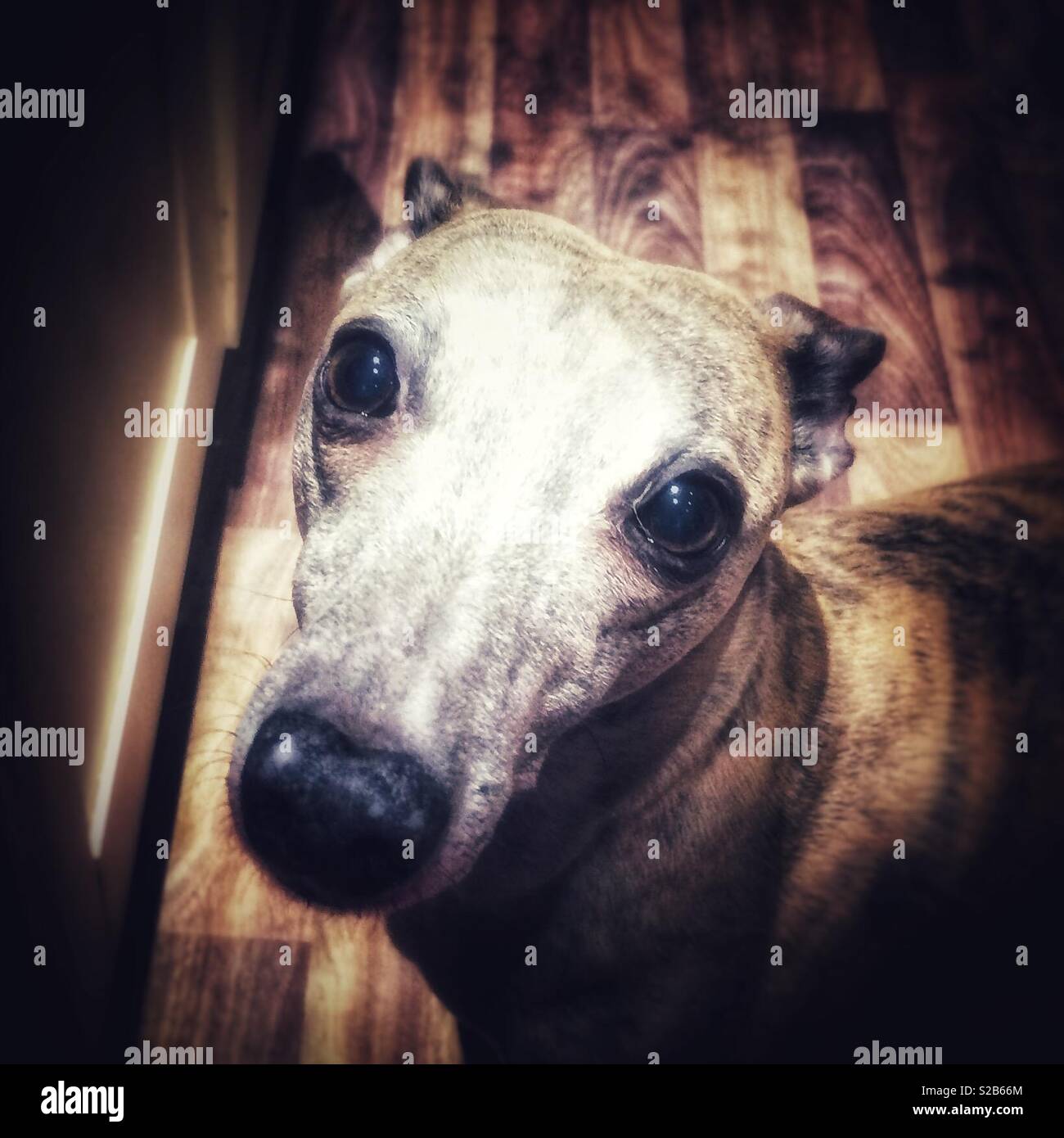 Whippet chien à la recherche jusqu'à la tristement caméra avec grands yeux ronds. Banque D'Images