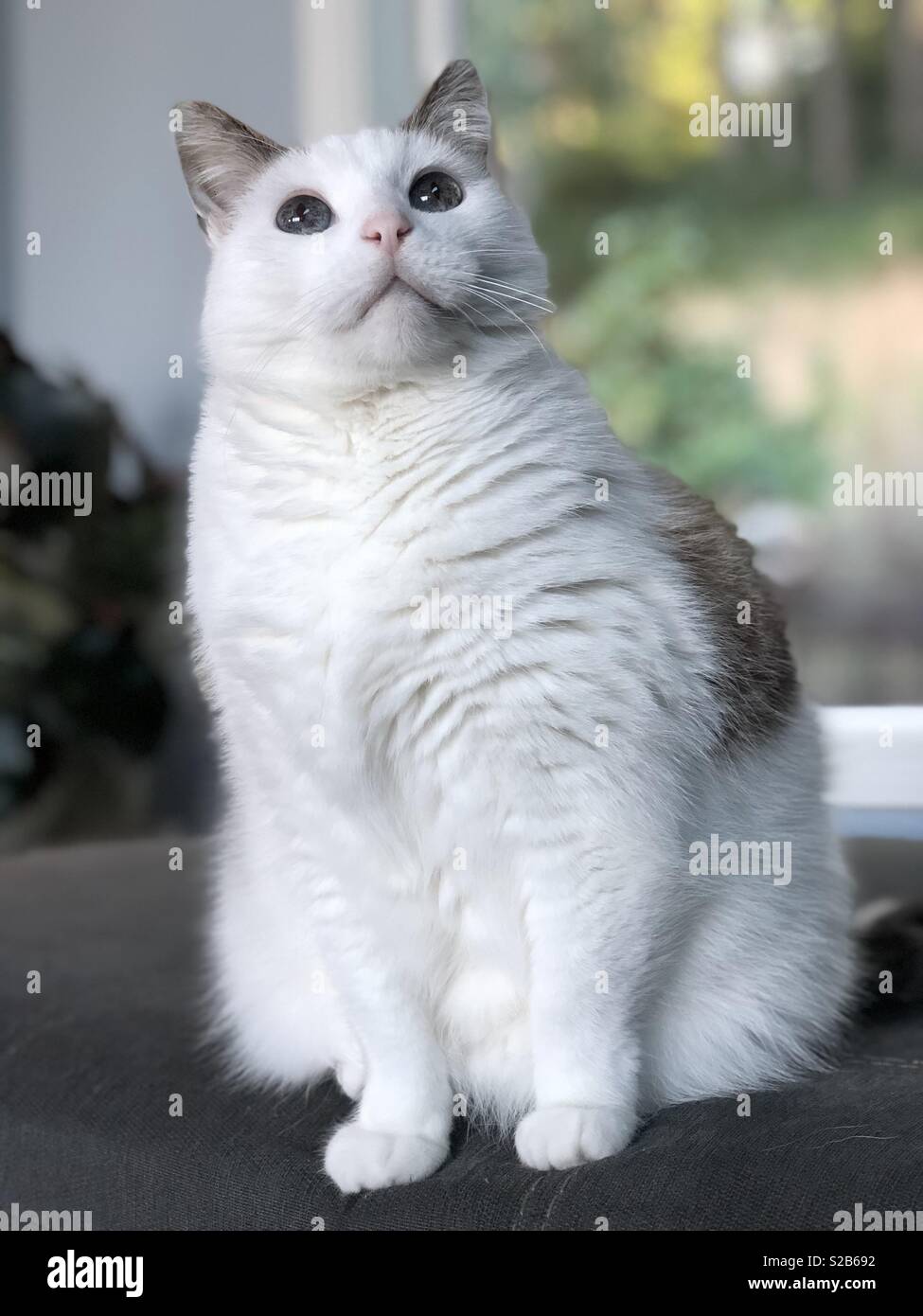 Un chat blanc avec de grands yeux bleus, en haut. Banque D'Images
