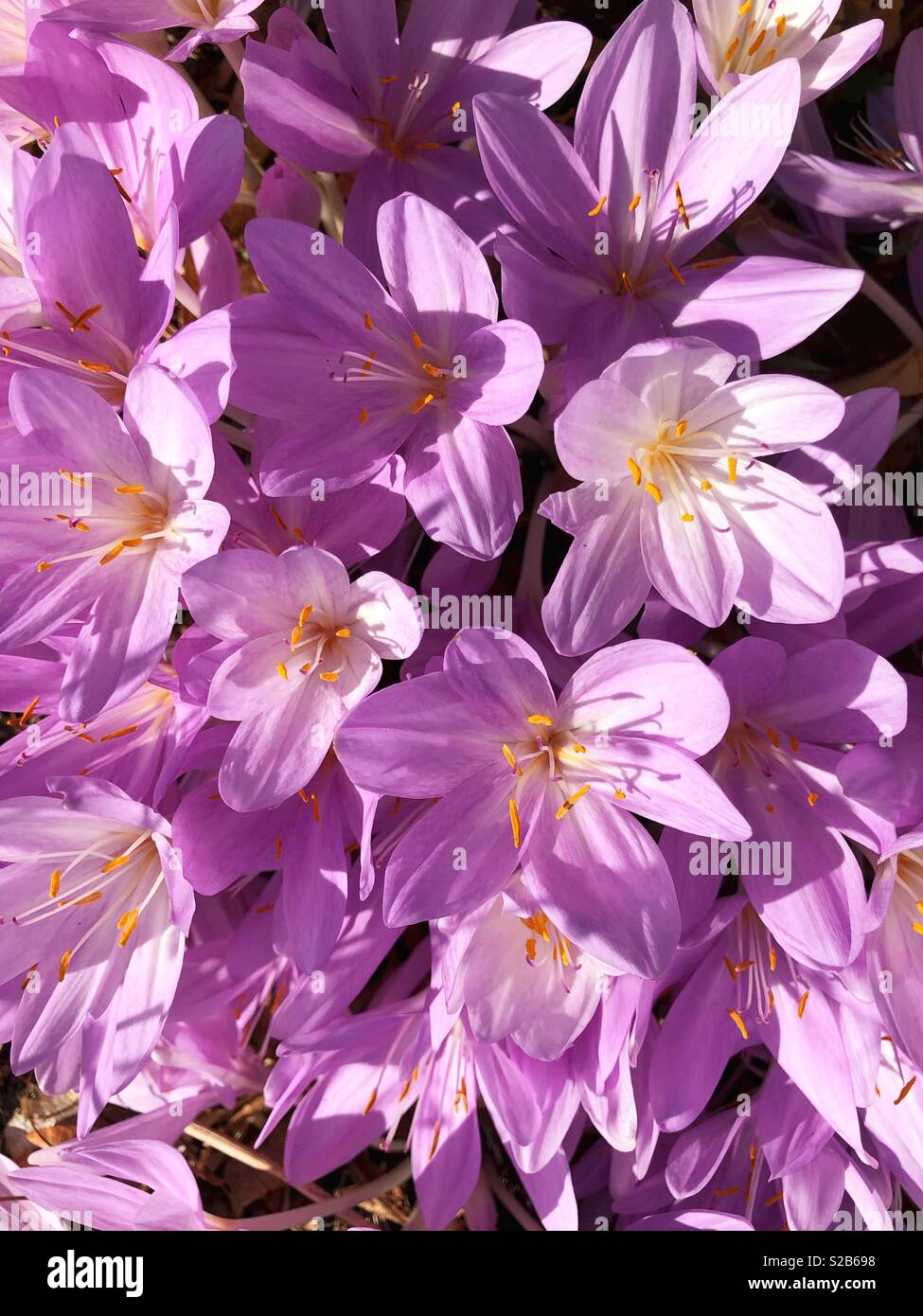 Close-up De Grande Grappe De Fleurs Rose / Rouge Vif De Lagerstroemia Indica Crepe Myrtle Avec Etamines Couvertes Avec Du Pollen 76905034