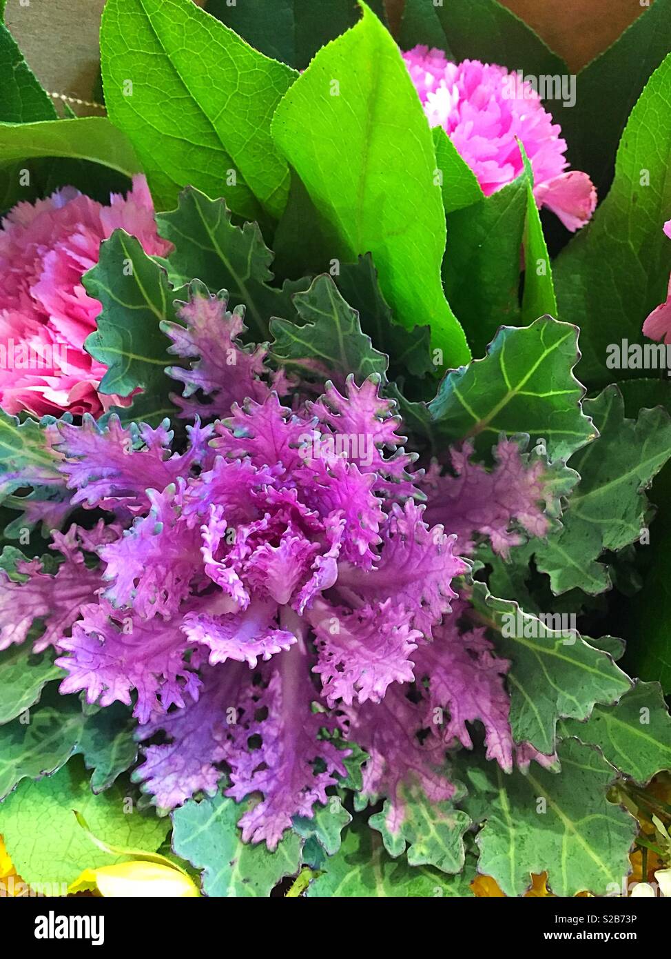 Floraison magenta le chou dans un bouquet à la vente chez un fleuriste, New York City, USA Banque D'Images