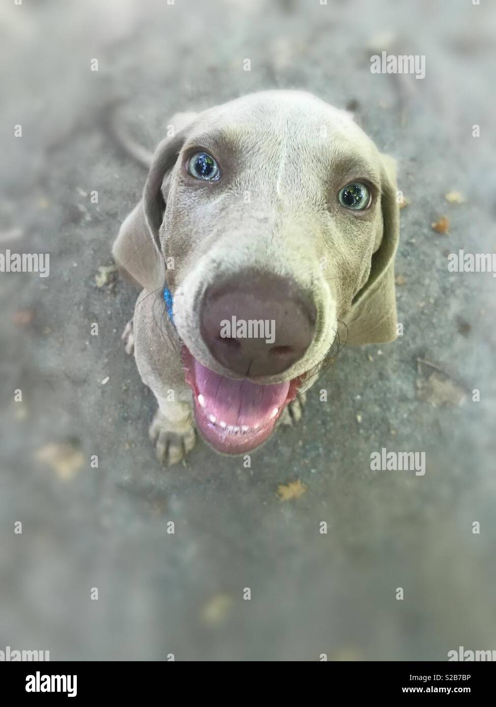 Le chien , un Braque. - Image de stock capturée avec un smartphone
