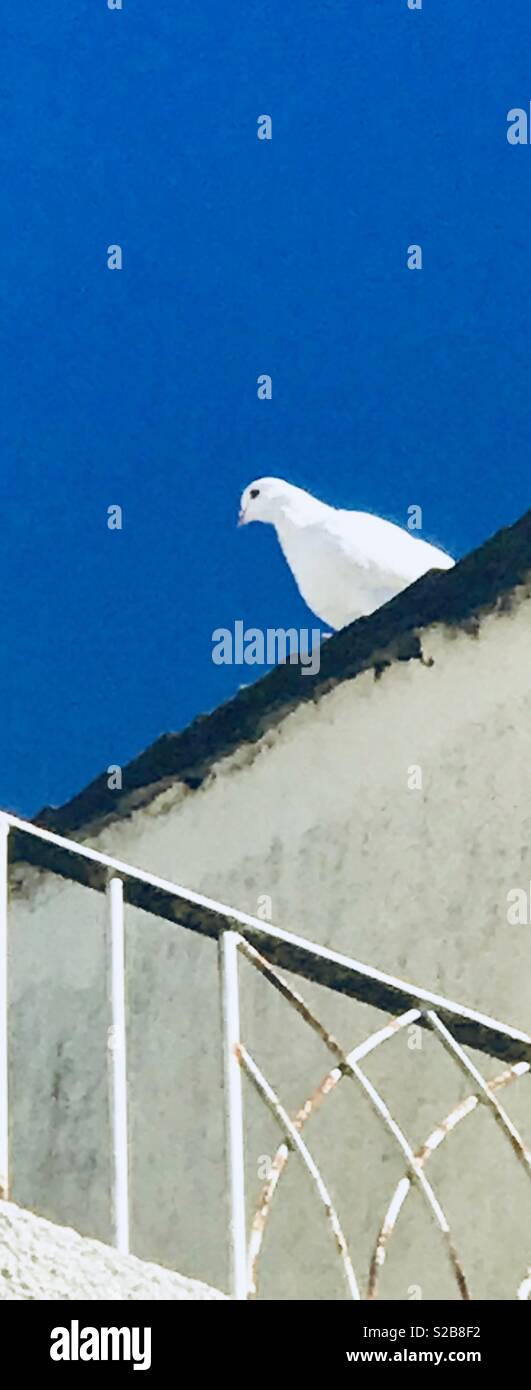 Colombe blanche sur le toit - Image de stock capturée avec un smartphone