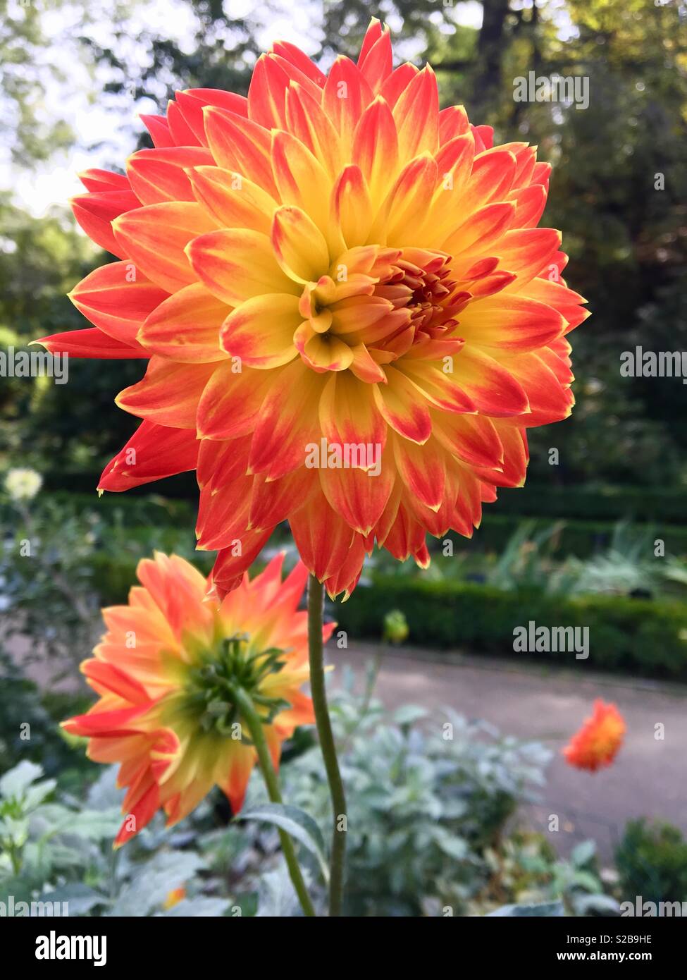 Dahlia fleurs dans jardin - Image de stock capturée avec un smartphone