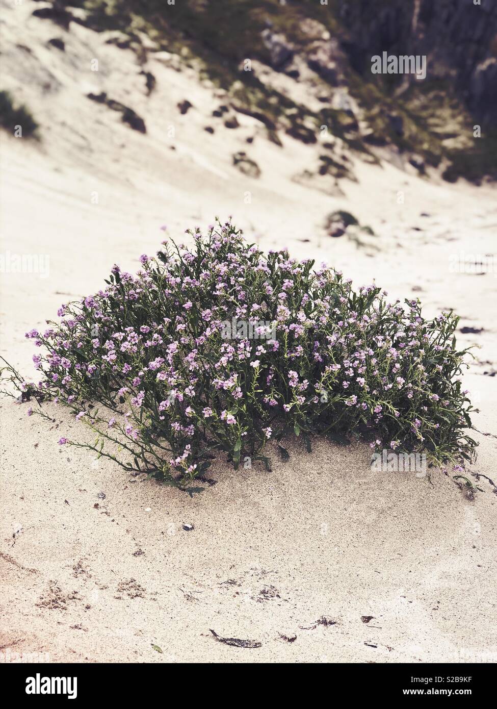 Roses sur la mer plage de sable blanc dans l'ouest des îles Britanniques, l'Ecosse en Septembre - Image de stock capturée avec un smartphone