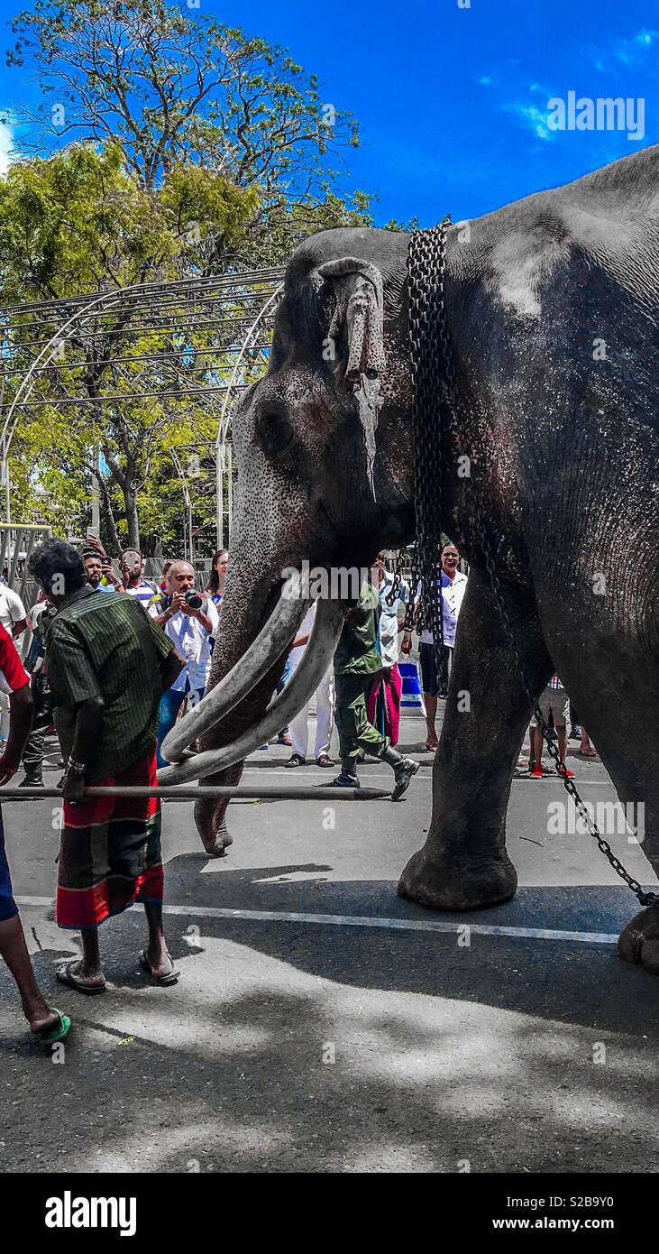 Nedungamuwe Raja (roi de) Tuskers Banque D'Images