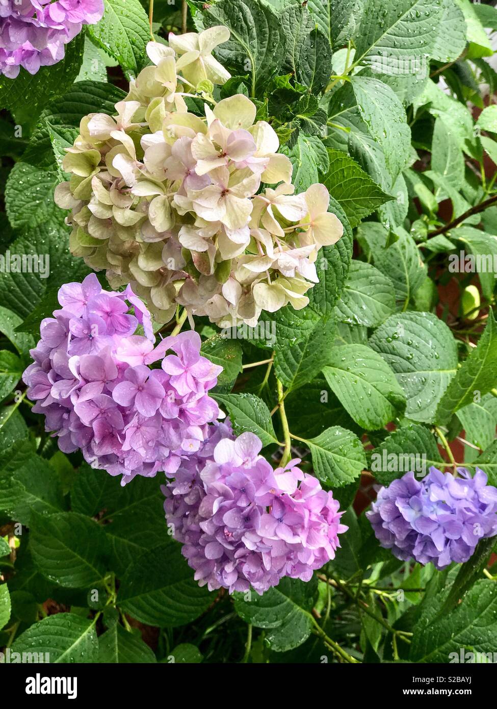 Hortensias avec différentes couleurs sur le même bush Banque D'Images