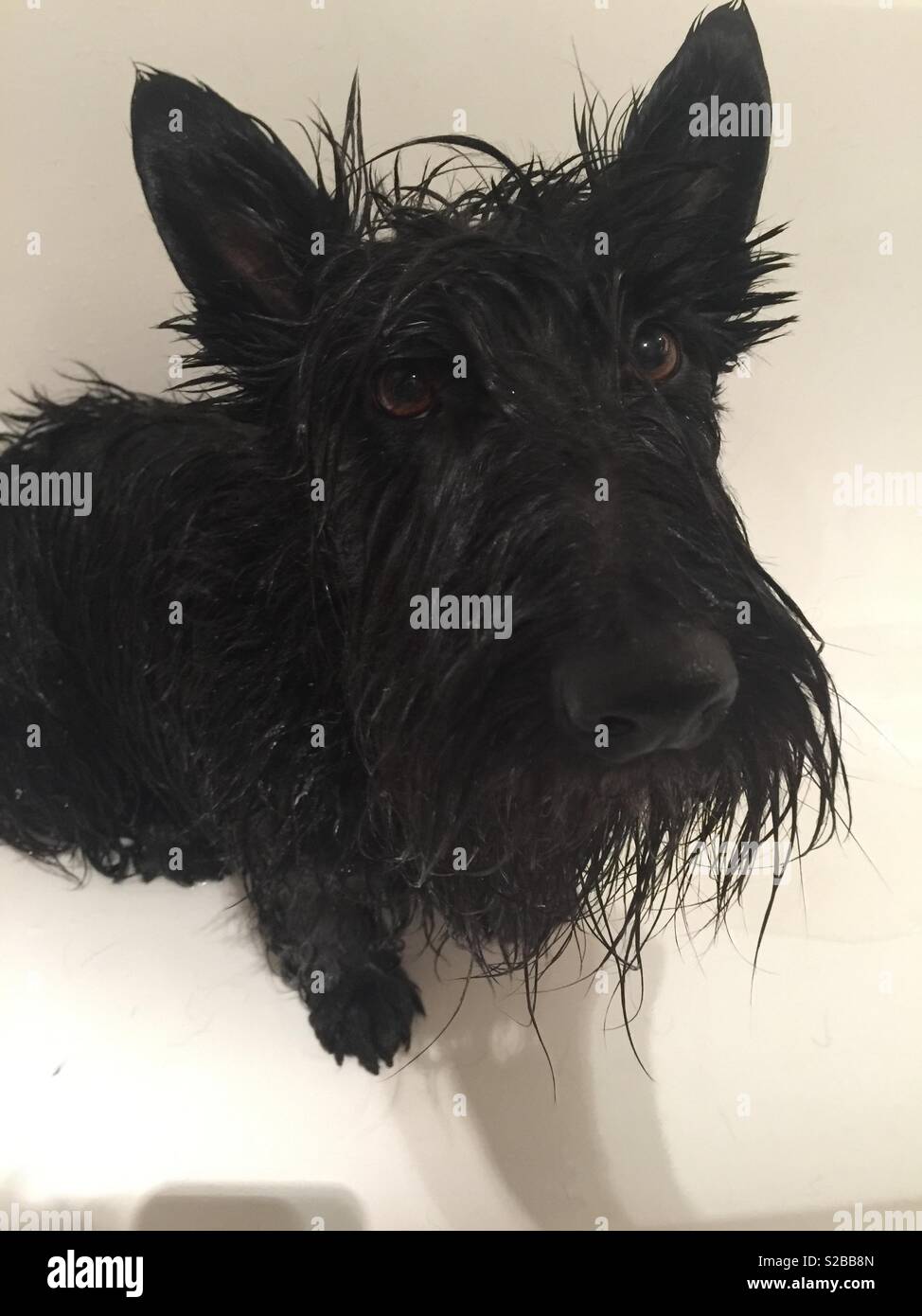 Minnie le chien Scottie - WET Banque D'Images