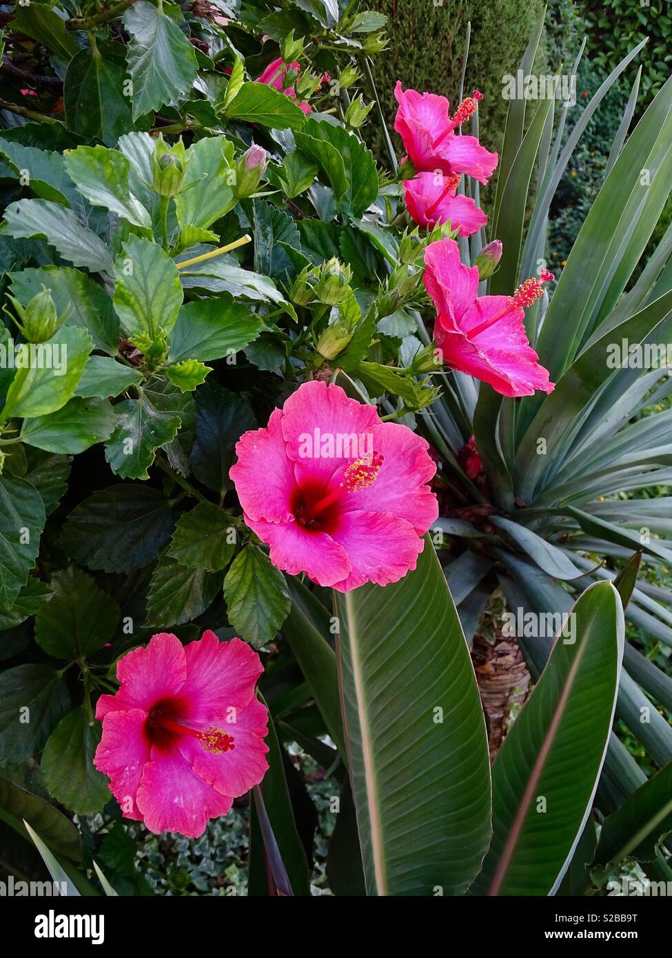 Fleurs d'hibiscus rose en Espagne Banque D'Images