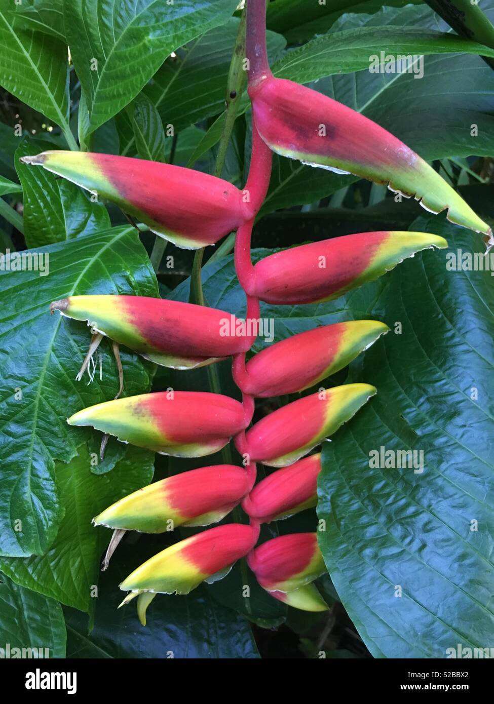 Superbe Fleur Plante Bizarre Photo Stock Alamy