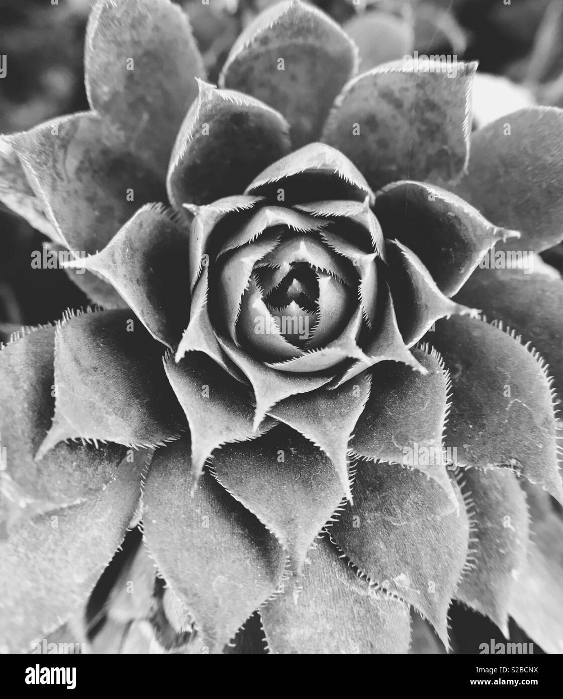 Macro noir et blanc portrait d'echeveria plante succulente. Banque D'Images