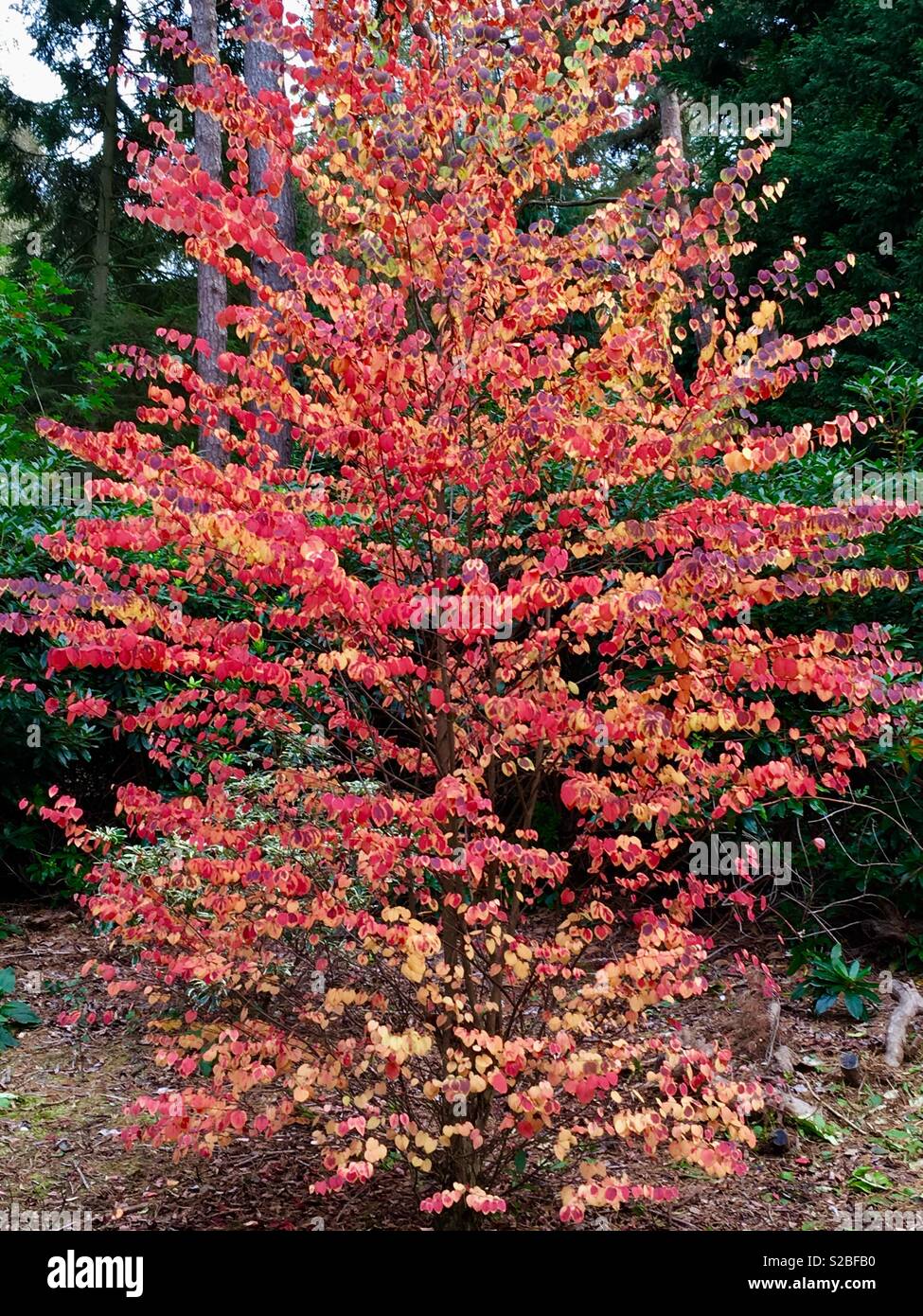 Arbre Dautomne Avec Rouge Rose Fleur Doranger Tilleul à