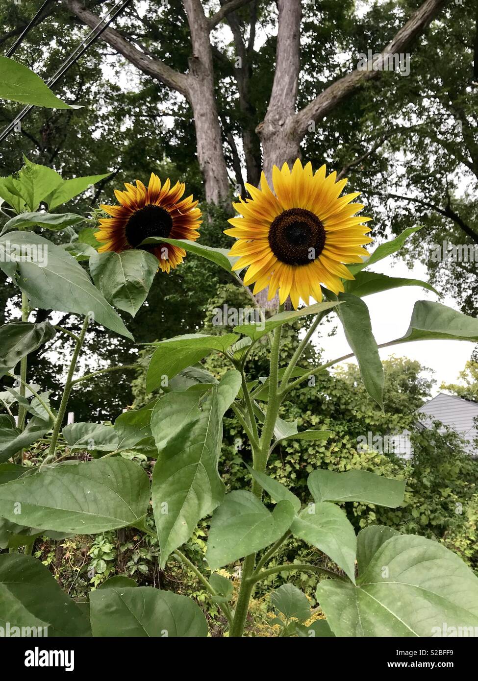 Deux grands Tournesols fleurs Banque D'Images