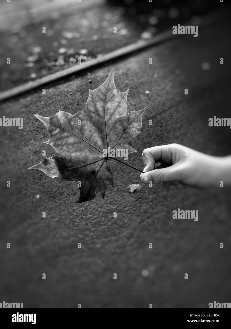 Femme tenant des feuilles de platane tombé tout en se tenant debout sur une route à l'automne par le Royaume-Uni Banque D'Images