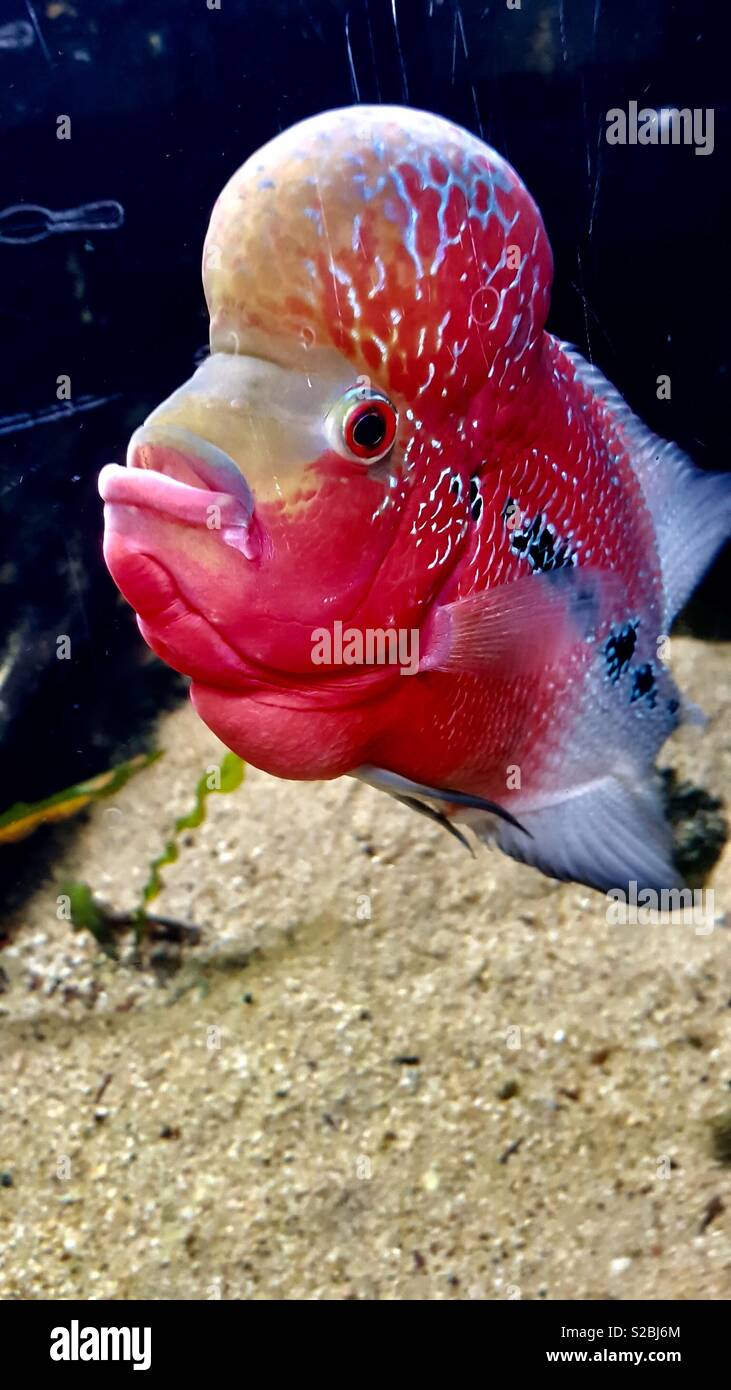 Des poissons de récifs coralliens. Banque D'Images