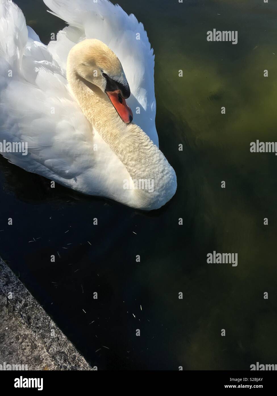 Cygne muet sur un lac Banque D'Images