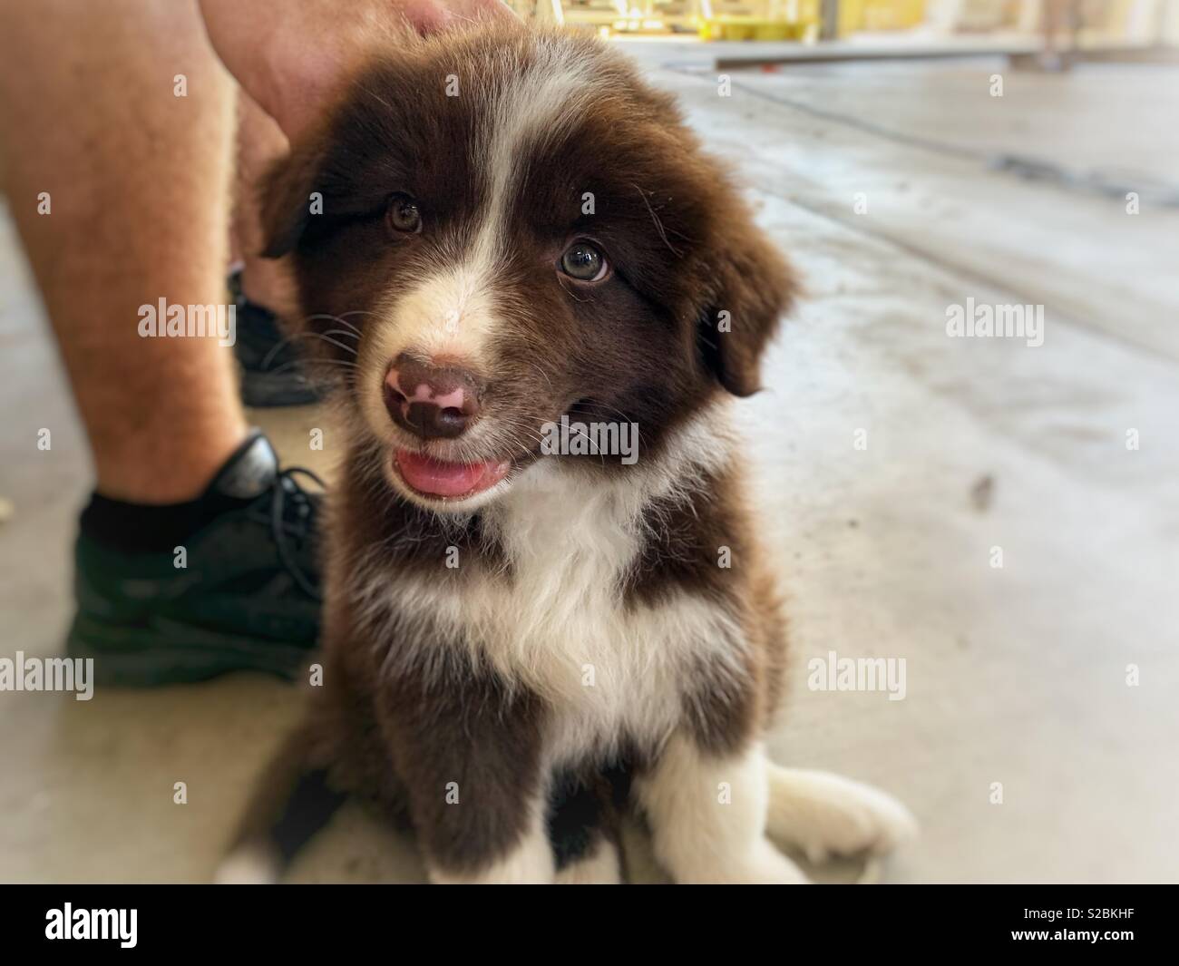Chiot Border Collie Brun Photo Stock Alamy Chiot Border Collie Brun Photo Stock Alamy