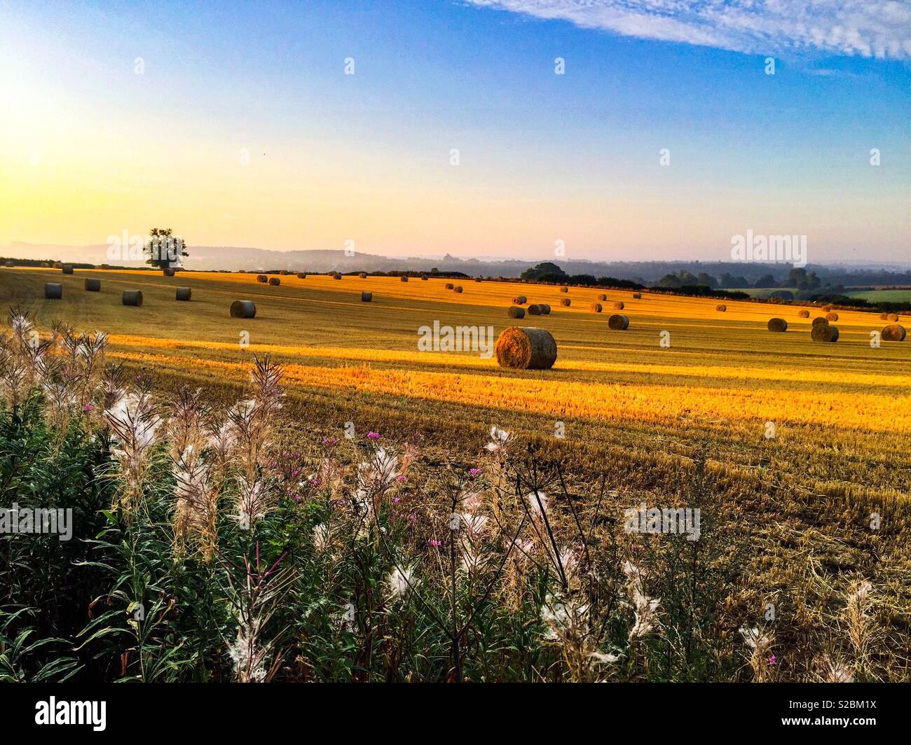 Lumière dorée de la récolte. Domaine de l'or Banque D'Images