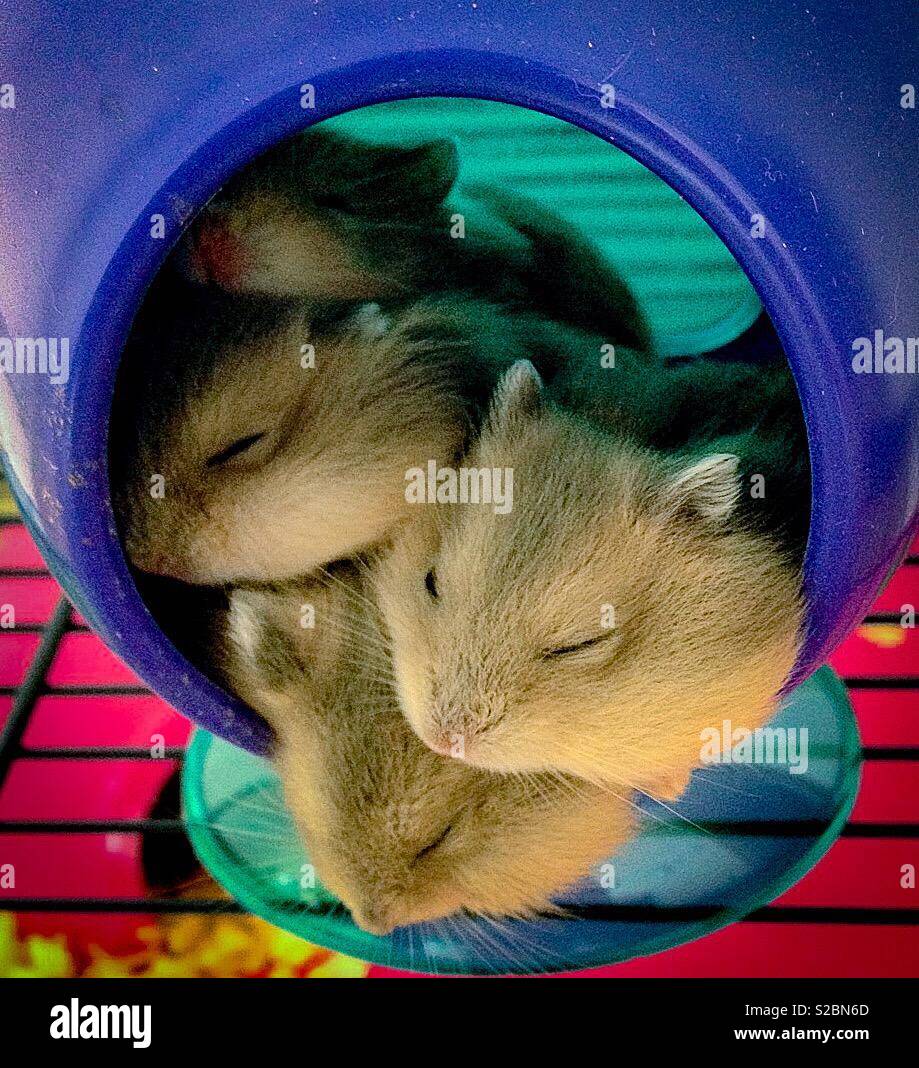 Bébés hamster en cage Banque D'Images