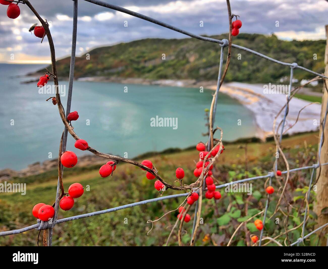 Fruits rouges ( peut-être de plus en plus black briony) autour d'une clôture métallique avec la plage de Pwll du en arrière-plan. Gower, galles, début octobre. Banque D'Images