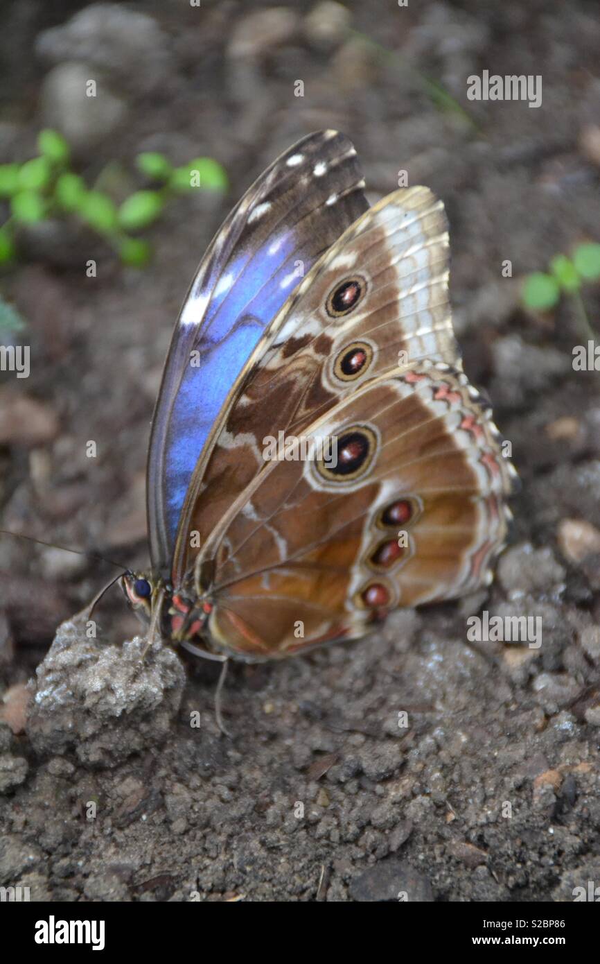 Grand papillon tropical bleu et marron Photo Stock - Alamy