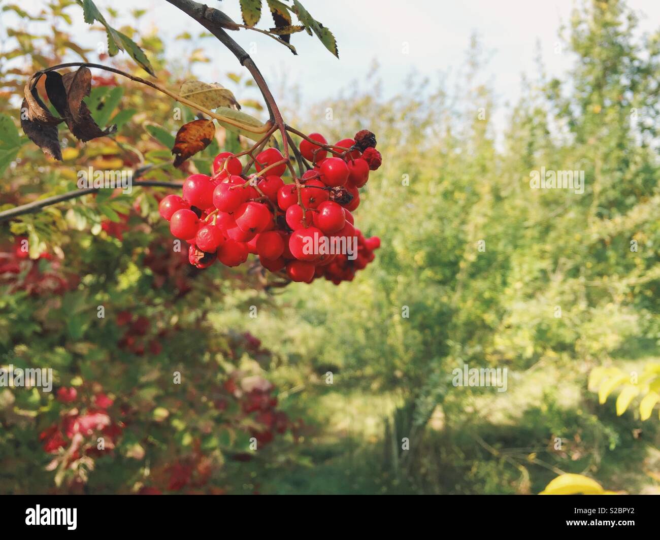 Rowan Tree berries en octobre, Nottinghamshire, Angleterre, Royaume-Uni Banque D'Images