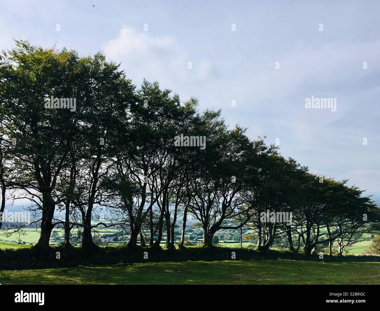 Arbres de Dartmoor Banque D'Images