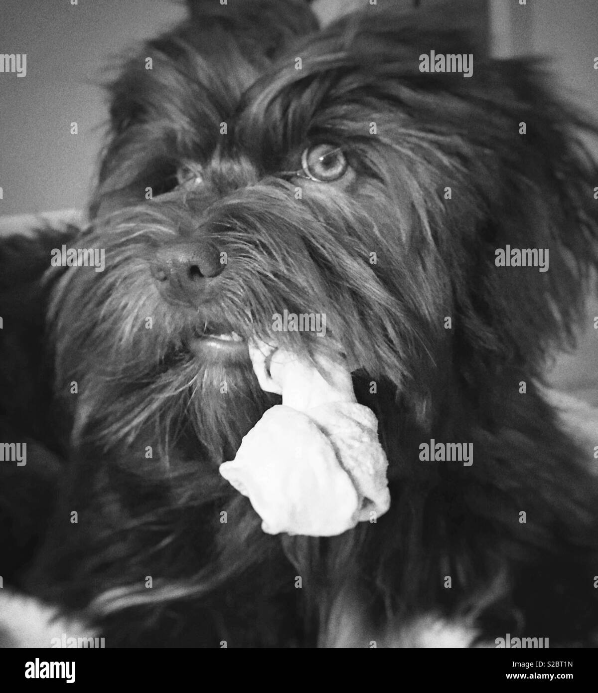 Photo En Noir Et Blanc Dun Bichon Havanais Chocolat Chien